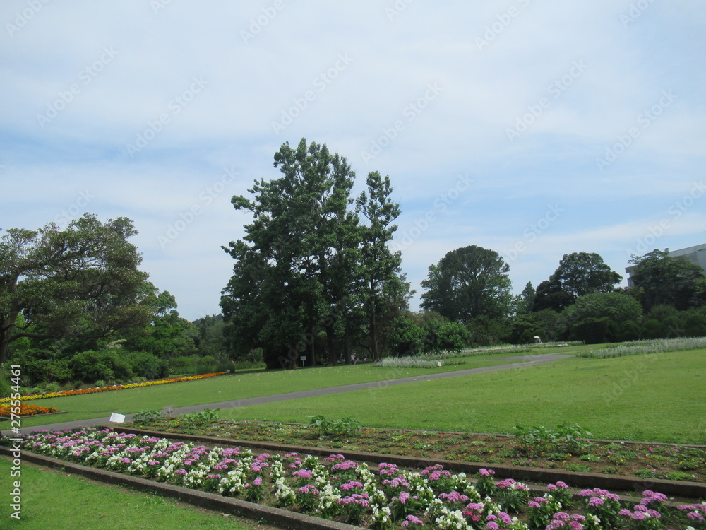 Obraz premium Blue Sky and Tree