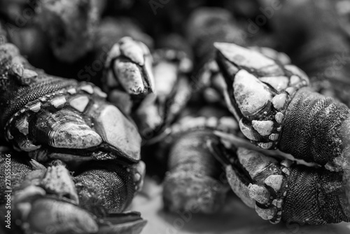 textures of freshly cooked Galician barnacles