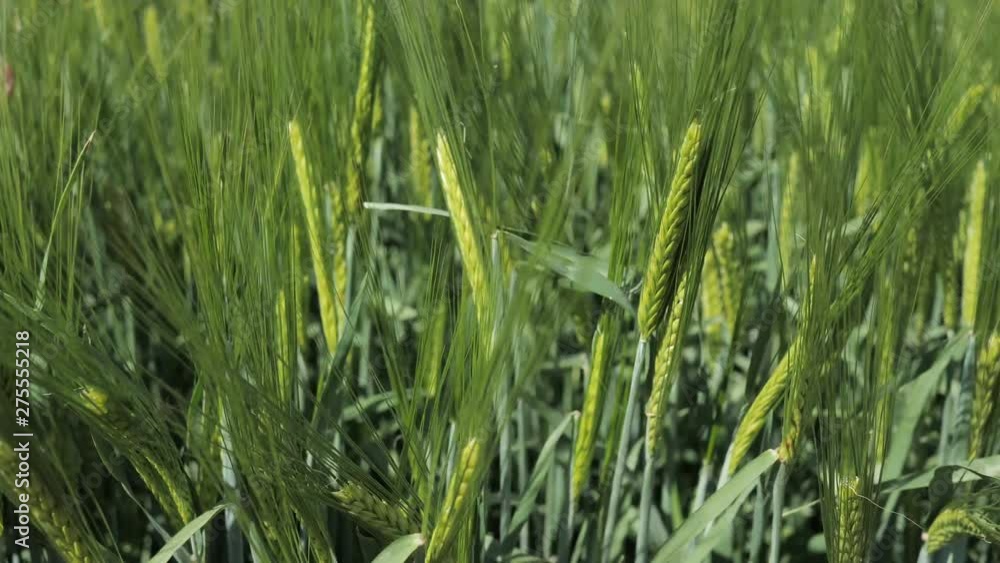 Clous-up Farmer checks with his hand the spikelets of Organic Green unripe Wheat before processing with herbicides and fertilizers for a big harvest. 4k Clous-up Farmer checks with his hand the spikelets of Organic Green unripe Wheat before processing with herbicides and fertilizers for a big harvest. 4k