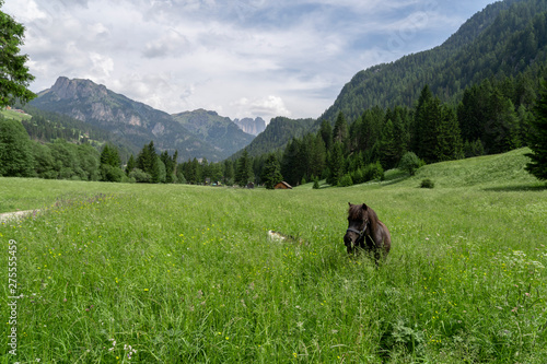 Horse in the middle of nature in the mountains, Pera di Fassa in Fal di Fassa, Trentino Alto Adigi, Dolomites, Italy. Montagnia in summer.