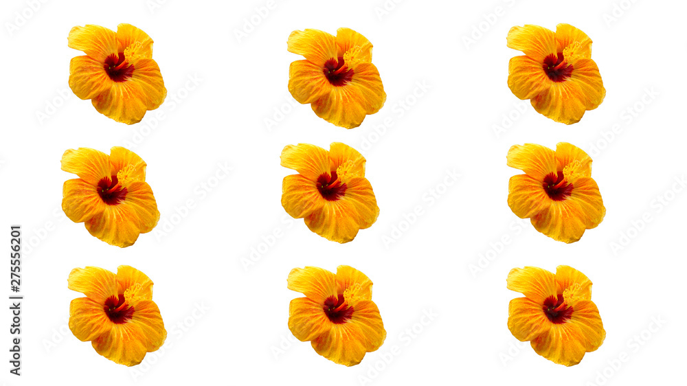 Many yellow hibiscus, isolated on white Many yellow hibiscus, isolated on white