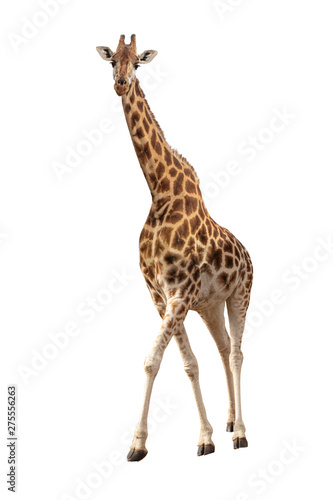 Endangered Rothschilds Giraffe Isolated photo