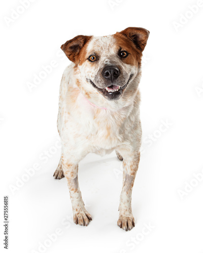 Fototapeta Naklejka Na Ścianę i Meble -  Happy Large Crossbreed Adult Dog