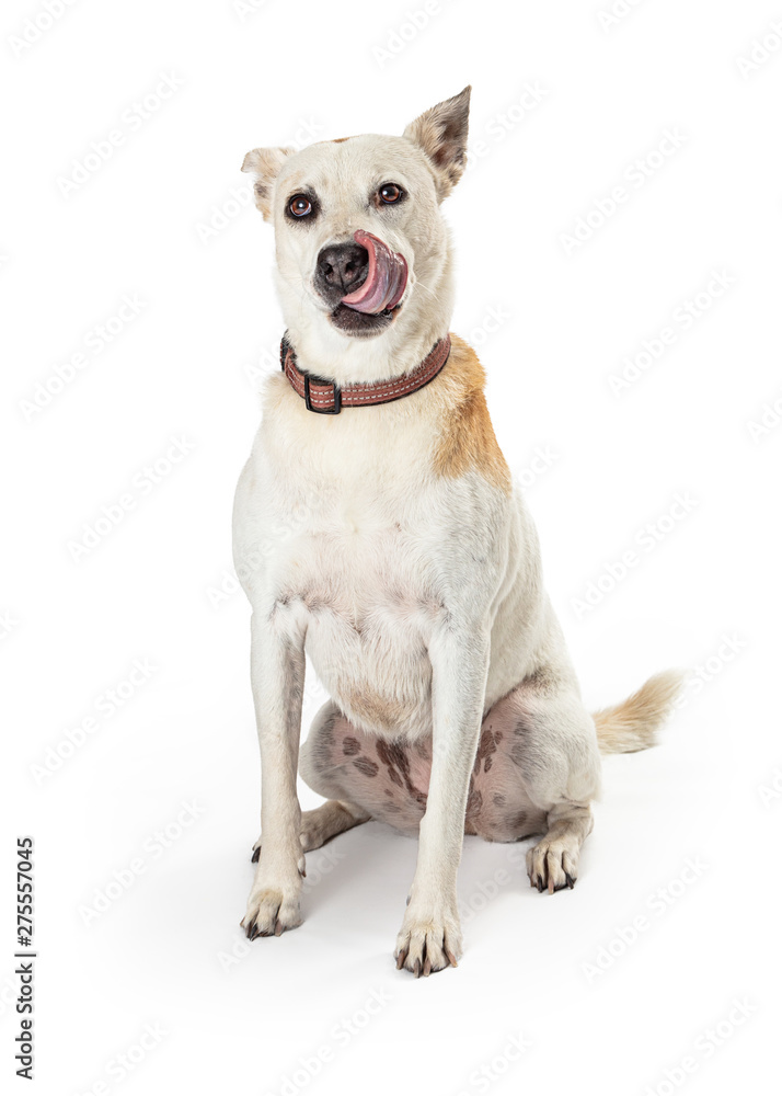 Hungry White Large Crossbreed Dog Licking Lips