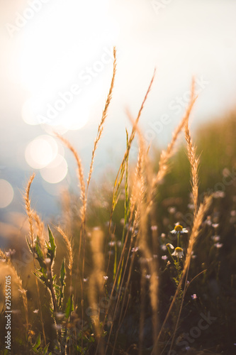 Close-up photo of grass. Floral, spring, summer concept. Clean environment