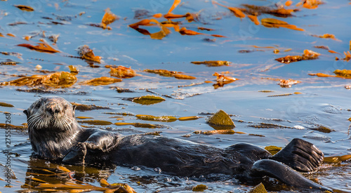 Otter Floating on its Back 