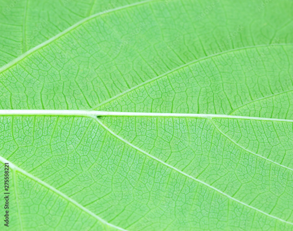 Green leaf Green leaf