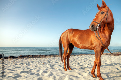 brown horse on the beach at golden hour