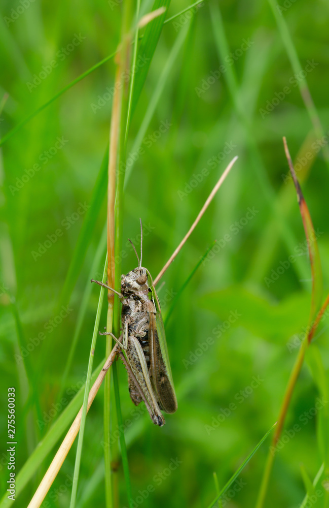 Femle Common green grasshopper, Omocestus viridulus on grass Femle Common green grasshopper, Omocestus viridulus on grass