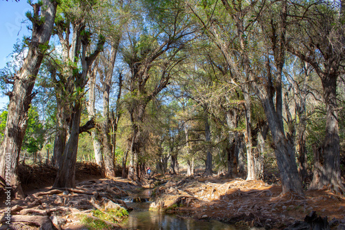 Landscape. Mystery forest.