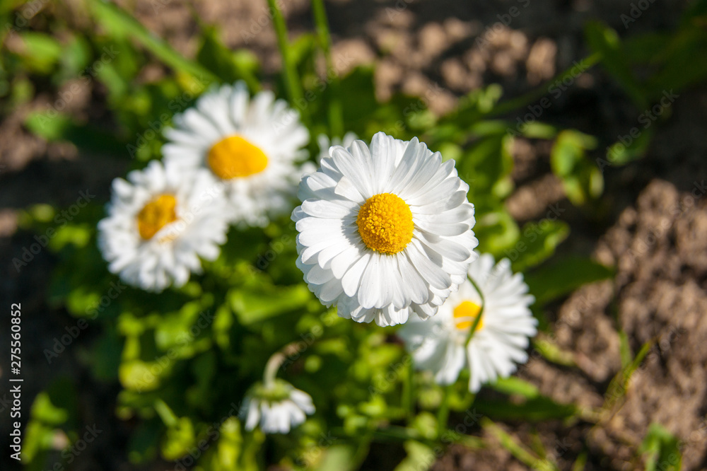 Spring flowers - white daisies on a flowerbed. White small flowers with a yellow center Spring flowers - white daisies on a flowerbed. White small flowers with a yellow center