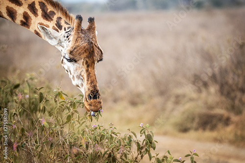 Rothschilds Giraffe Eating Flowers photo