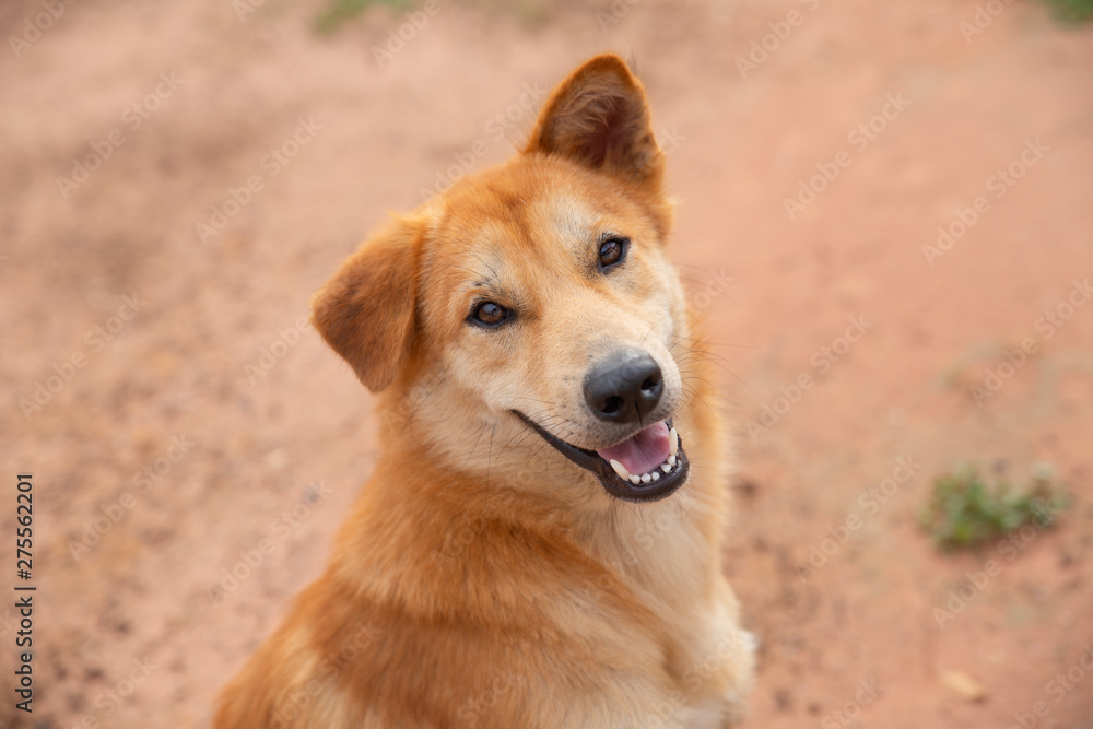 Portrait of a mixed-breed dog on the ground