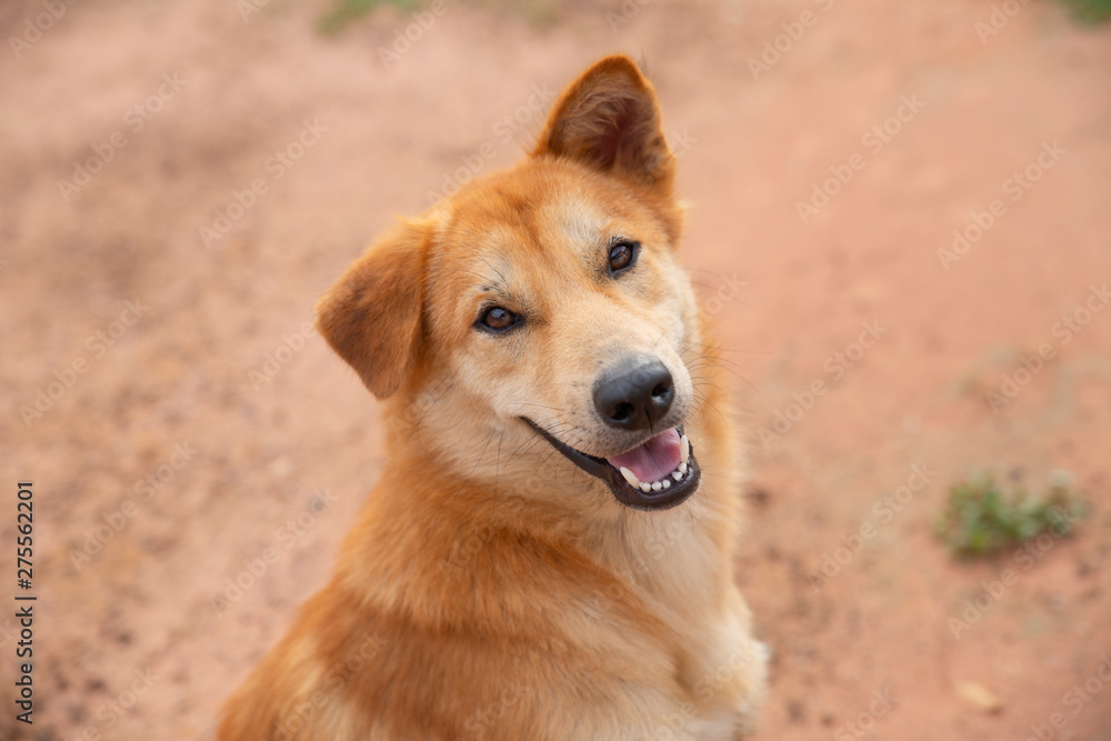 Portrait of a mixed-breed dog on the ground Portrait of a mixed-breed dog on the ground