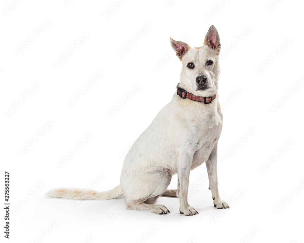 White Shepherd Crossbreed Dog Sitting Side