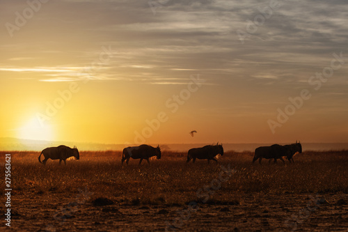Wildebeest Walking Along the Sunset
