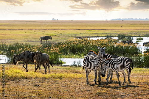 Zebra and Wildebeest in Amboseli Kenya Field
