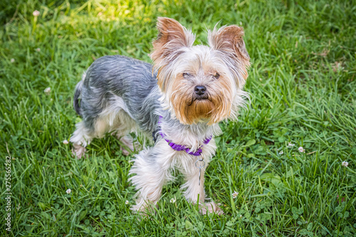 Yorkshire terrier on lawn in the sun