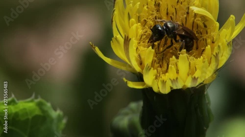 Chelostoma bee harvesting pollen from a dandelion (macro) photo