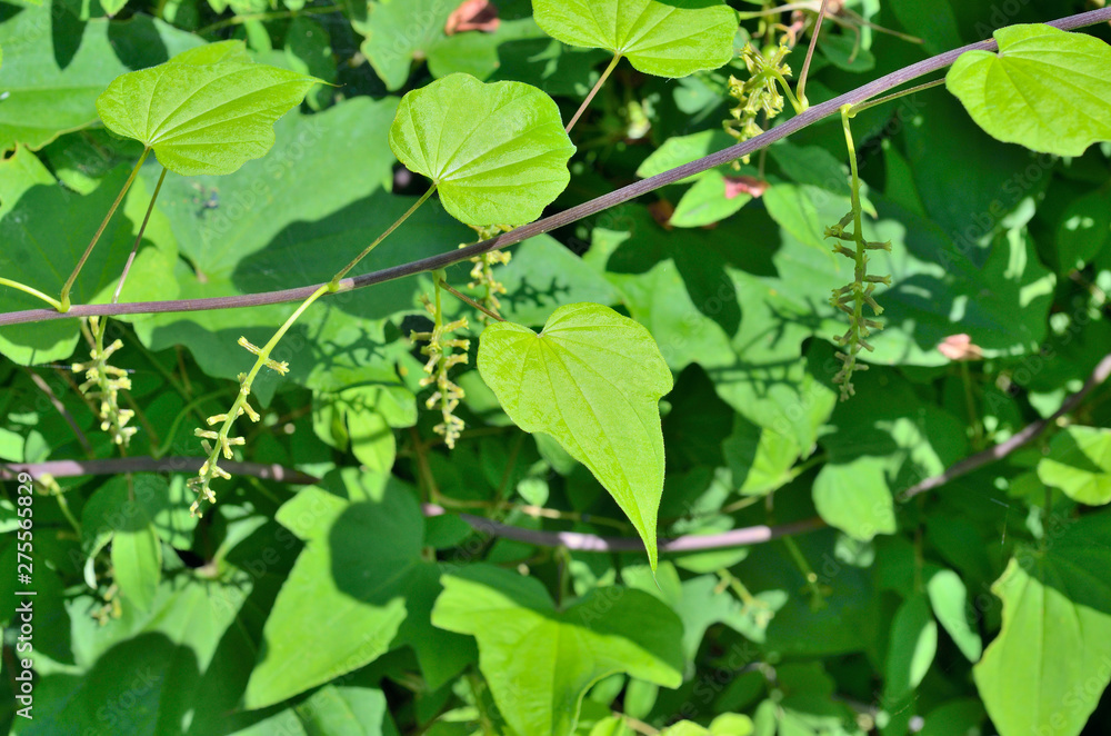 Herb (Dioscorea nipponica) 1 Herb (Dioscorea nipponica) 1