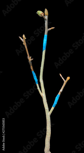 Grafting pear-tree 2