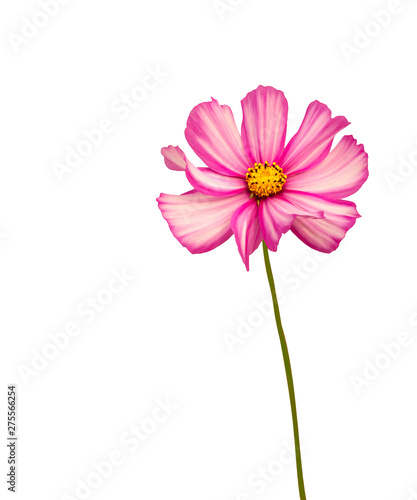 Isolated pink-and-white cosmos flower with pedicel 