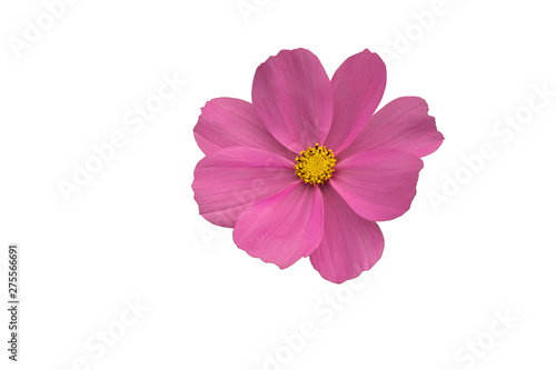 Isolated Close-up blooming pink cosmos flower 