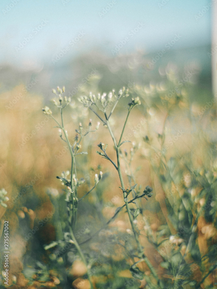 Fototapeta premium OLYMPUS DIGITAL CAMERA