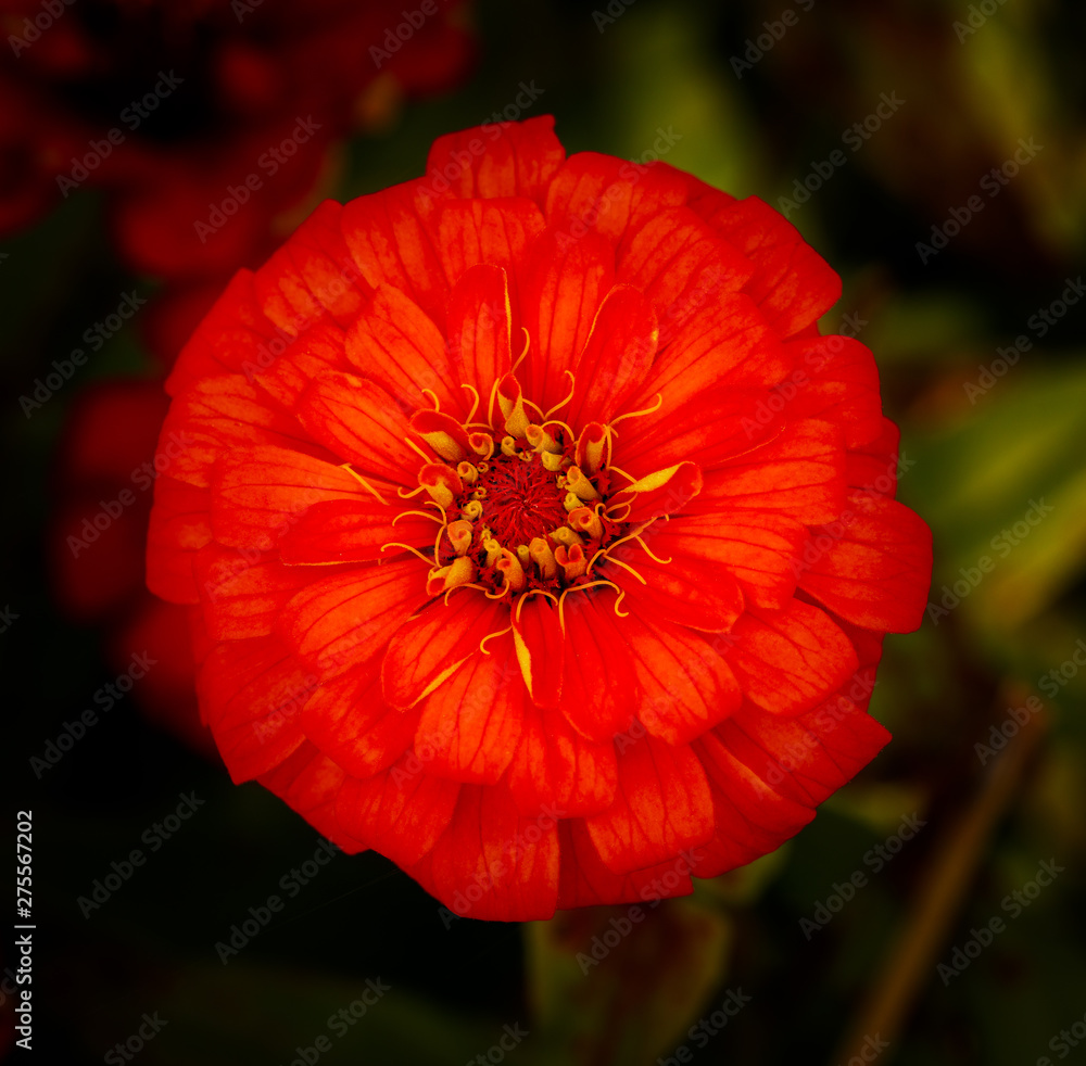 Top view of a blooming red zinnia flower Top view of a blooming red zinnia flower