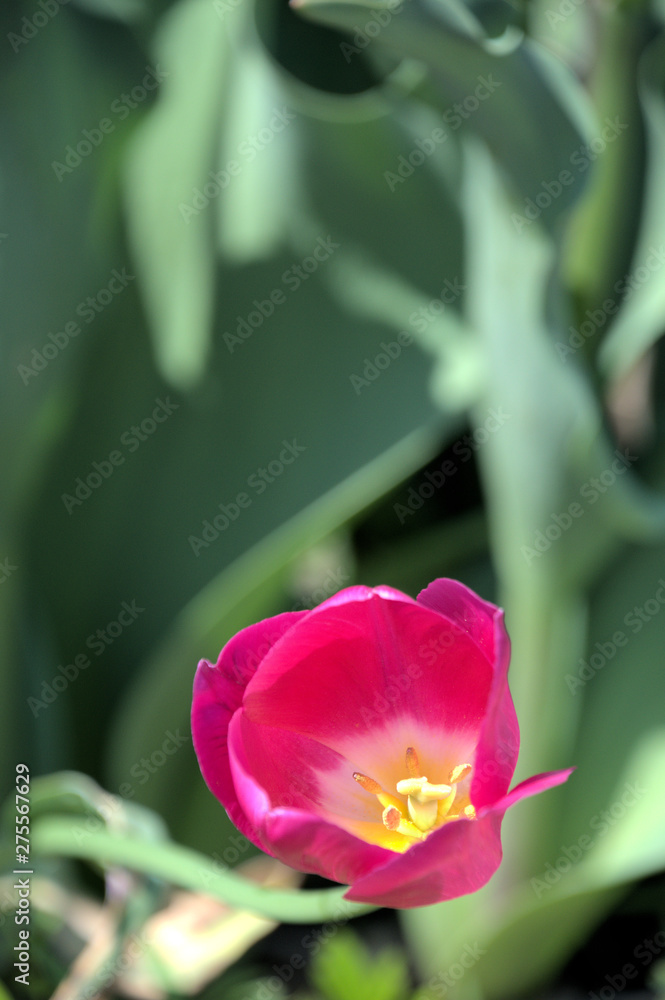 tulip in the garden