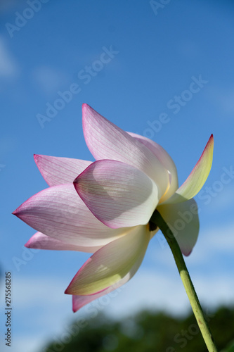 ハスの花と青空