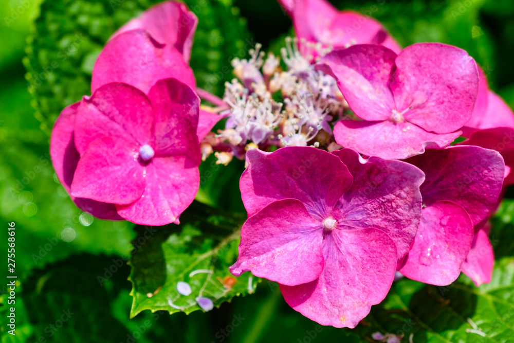 colorful flowers in garden colorful flowers in garden