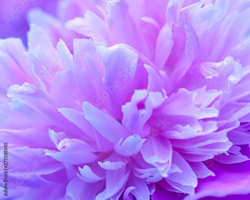 closeup of purple flower