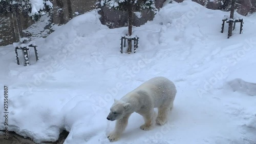 Polar Bear in asahiyama Zoo, hokkaido, japan photo