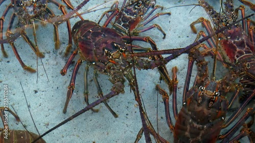 Lobsters in a man made aquarium waiting to be dinner photo