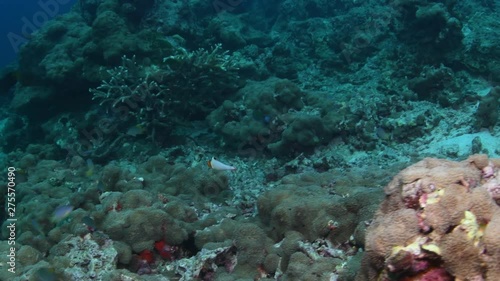 Juvenille Bicolor Parrotfish, Cetoscarus Cicolor in tropical reef photo