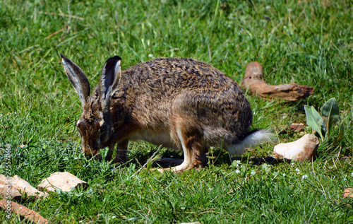 Hare in the natural reserve of Brijuni (also known as Brioni) National Park, Pula, Istria region, Croatia photo