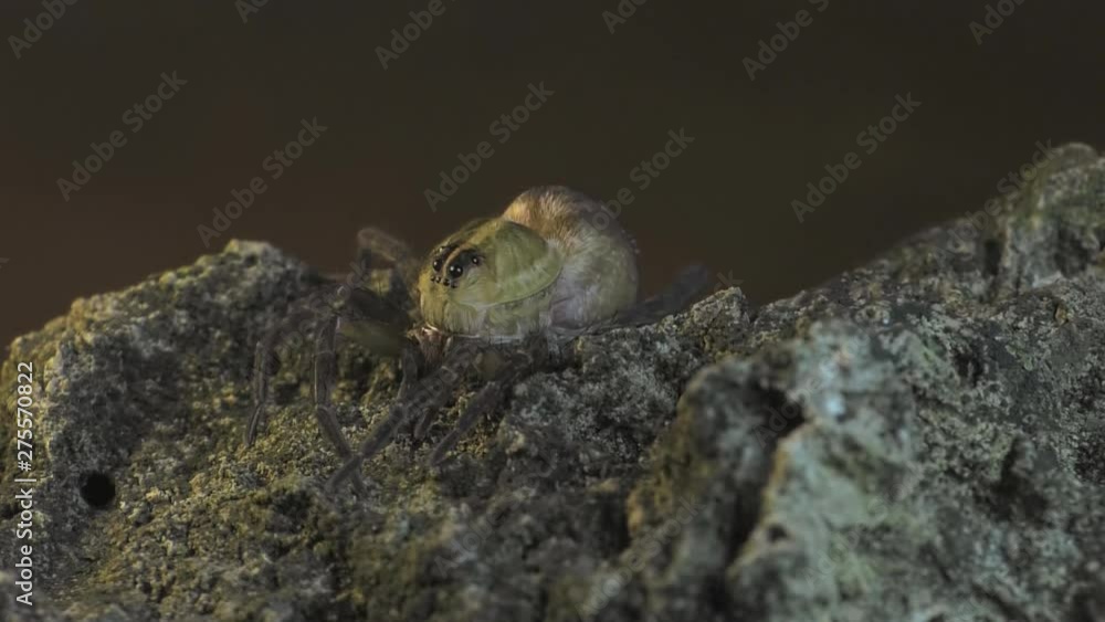 Fishing spider molting skin 1193 5 Fishing spider molting skin 1193 5
