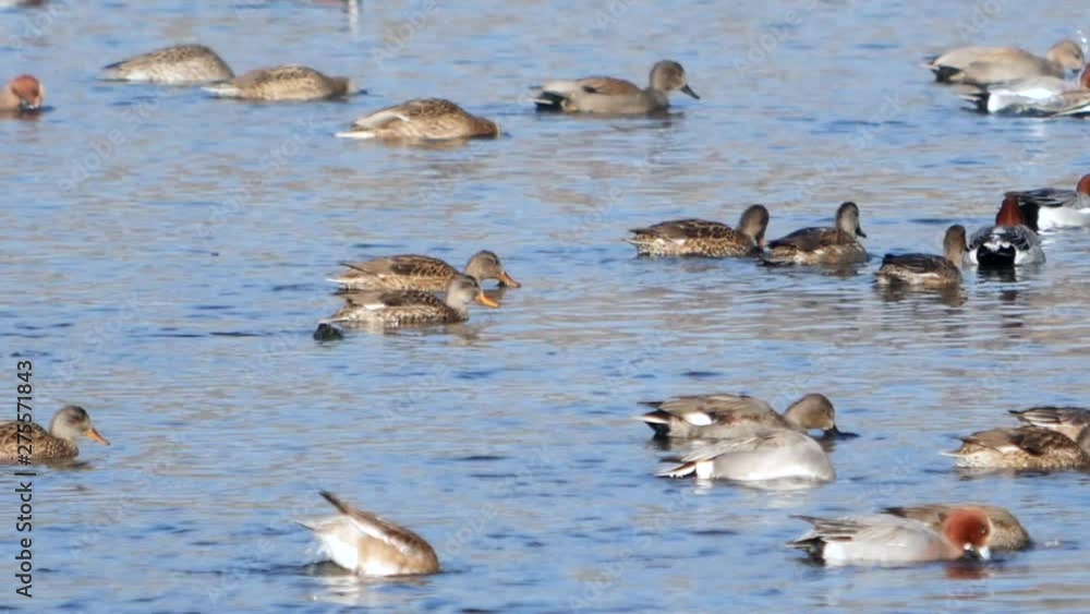 Migratory bird at Eurasian Wigeon and gad wall in south korea Migratory bird at Eurasian Wigeon and gad wall in south korea