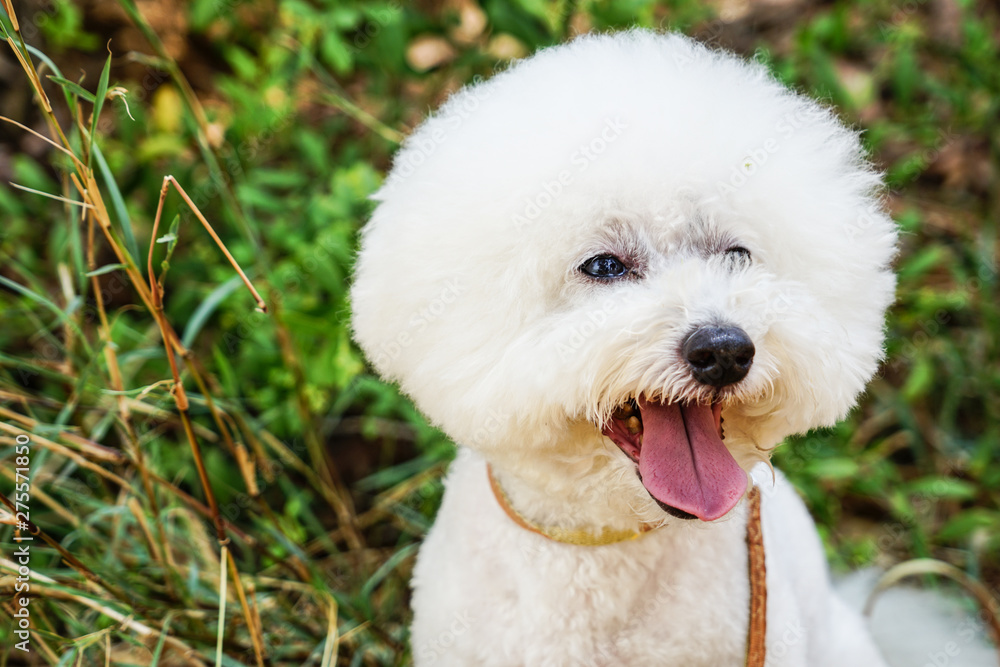 Bichon frise Bichon frise