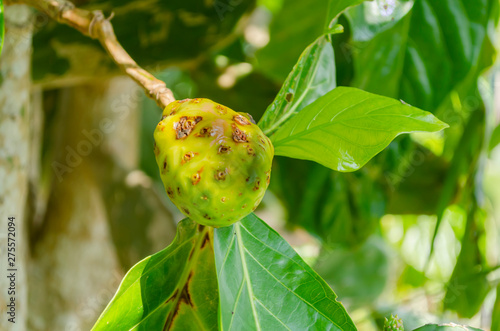 Indian Mulberry On Tree photo