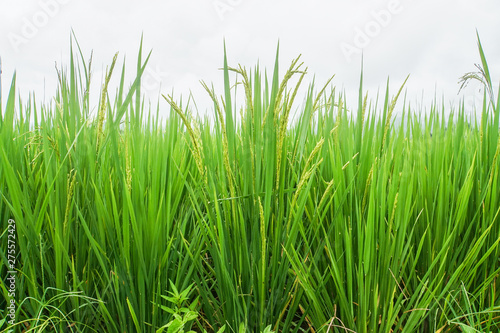 isolated close up green rice grow in paddy farm in tropical country