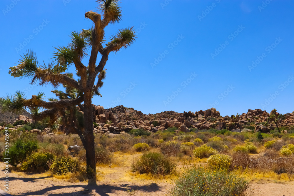 Joshua tree in the Mojave Desert