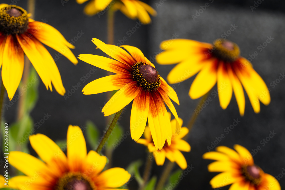 花 ルドベキアヒルタ アラゲハンゴンソウ ブラックアイド スーザン Stock Photo Adobe Stock 花 ルドベキアヒルタ アラゲハンゴンソウ ブラックアイド スーザン Stock Photo Adobe Stock