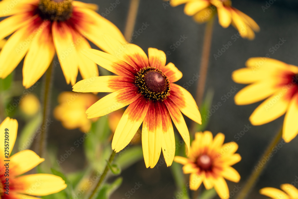 花 ルドベキアヒルタ アラゲハンゴンソウ ブラックアイド スーザン Stock 写真 Adobe Stock