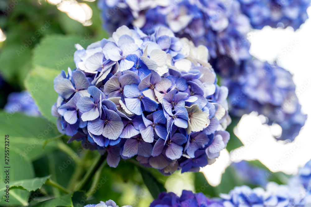 あじさい 紫陽花 あじさい 紫陽花