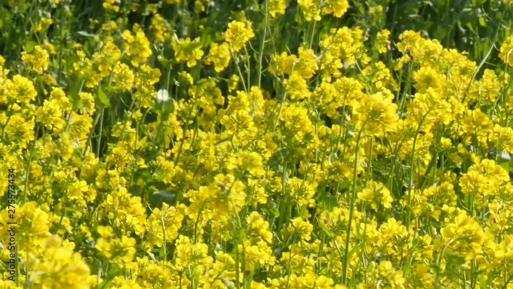 Beautiful day of a Rape Flower field Beautiful day of a Rape Flower field