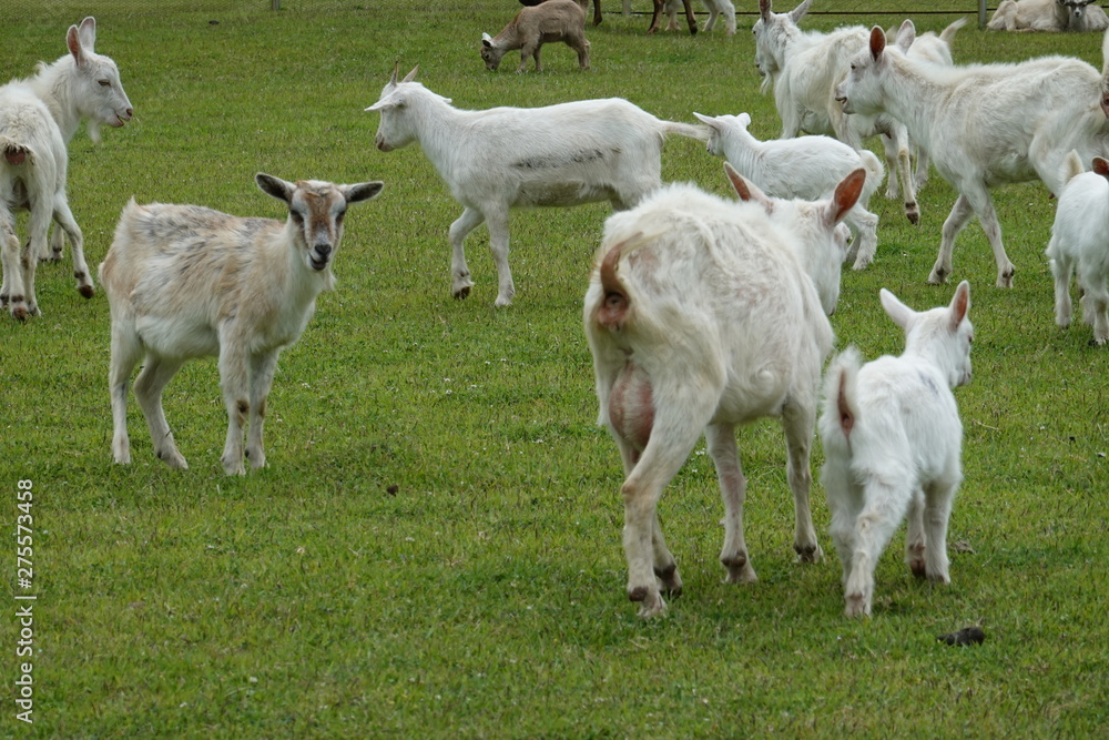 Obraz premium sheep family