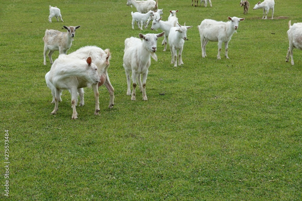 Obraz premium sheep family