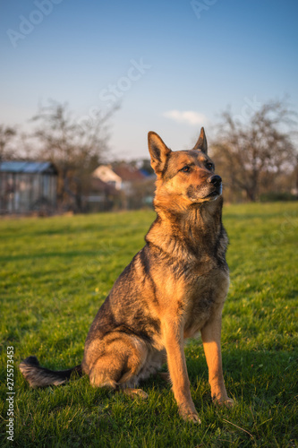 Deutscher Schäferhund © hopfi23